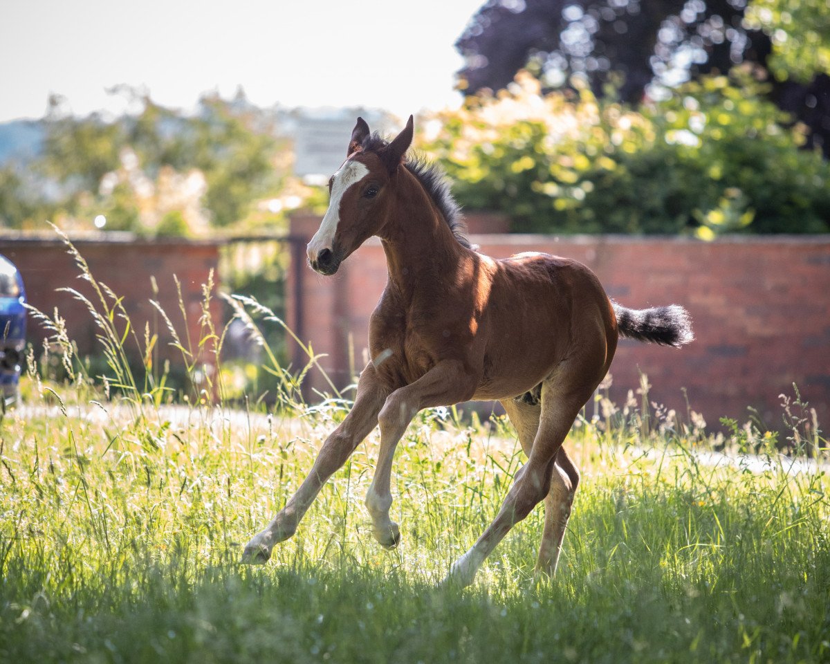 Springpferd Avventuriero Z (Zangersheide Reitpferd, 2020, von Aganix du Seigneur)