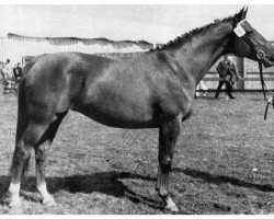 broodmare Delia (Holsteiner, 1967, from Ladykiller xx)