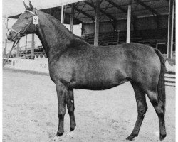 broodmare Viktoria H 3128 (Holsteiner, 1961, from Cottage Son xx)