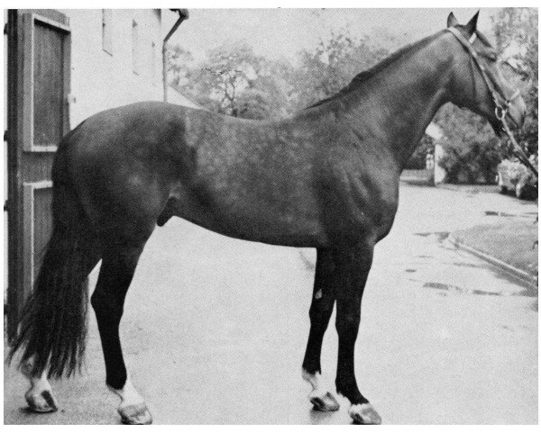 stallion Freeman (Holsteiner, 1966, from Frivol xx)