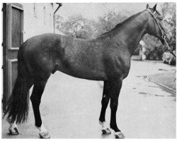 stallion Freeman (Holsteiner, 1966, from Frivol xx)