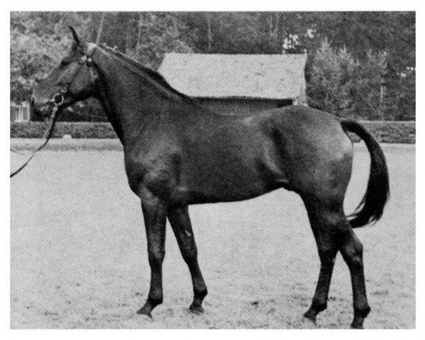 stallion Adlon 3882 (Holsteiner, 1964, from Attila)