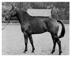 stallion Adlon 3882 (Holsteiner, 1964, from Attila)