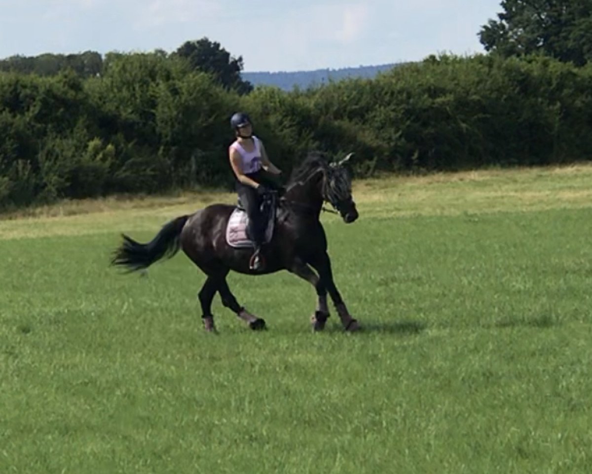 broodmare Diva (Rottaler Warmblood, 1999, from Wildkönig)