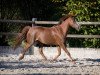 Pferd Trefoil Glamour (Welsh Pony (Sek.B), 2004, von Trefoil Travis)