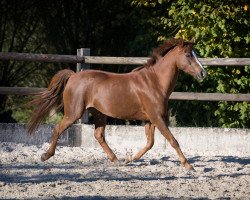 Dressurpferd Trefoil Glamour (Welsh Pony (Sek.B), 2004, von Trefoil Travis)