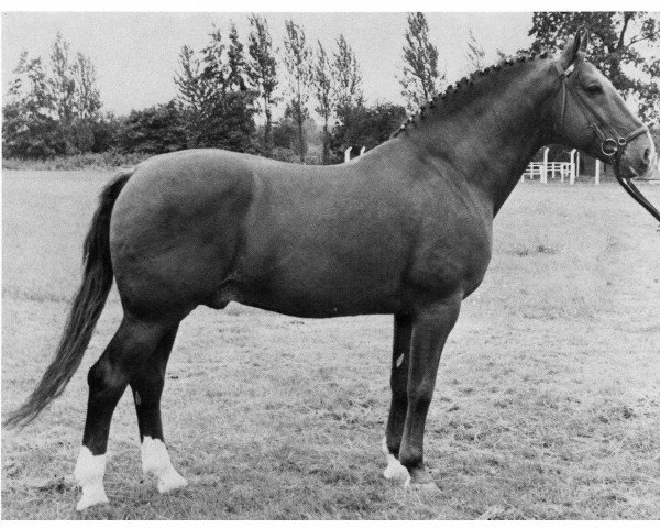 stallion Fandango 3620 (Holsteiner, 1947, from Fanal)