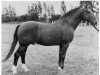 stallion Fandango 3620 (Holsteiner, 1947, from Fanal)