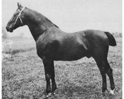 stallion Füsilier 1761 (Holsteiner, 1892, from Nordlicht)