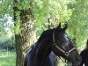 dressage horse Dance with me (Trakehner, 2004, from Donaufischer)