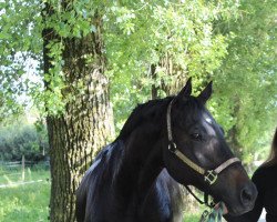 dressage horse Dance with me (Trakehner, 2004, from Donaufischer)