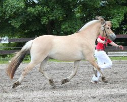 broodmare Lova (Fjord Horse, 2012, from Mr. Tveiten N.2591)