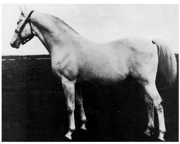 stallion Amurath II (D) 1981 (Shagya Arabian, 1896, from Amurath 1881 ox)