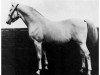 stallion Amurath II (D) 1981 (Shagya Arabian, 1896, from Amurath 1881 ox)