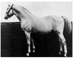 stallion Amurath II (D) 1981 (Shagya Arabian, 1896, from Amurath Weil ox)