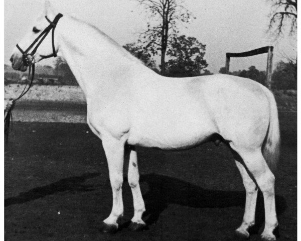 horse Mahdi I (Holsteiner, 1934, from Makler I)