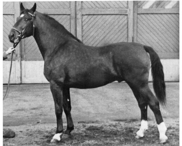 stallion Nestor 2989 (Holsteiner, 1934, from Nenndorf)