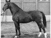 stallion Nestor 2989 (Holsteiner, 1934, from Nenndorf)