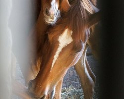 broodmare Noblesse (Oldenburg, 2007, from Dimaggio)