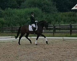 dressage horse Bonita JB (Westphalian, 2016, from Bernay)