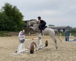 broodmare Seattle Grace 4 (Oldenburg show jumper, 2007, from Sandro Boy)