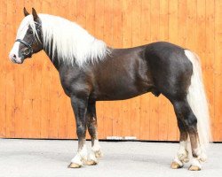 stallion Velvet 126 (Black Forest Horse, 2011, from Vocus)