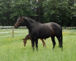 broodmare Santi (Rhinelander, 2007, from Sandro Hit)