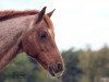 dressage horse Merlin 1552 (German Riding Pony, 1994, from Ulfenbach Vivaldi)