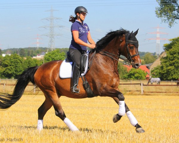 dressage horse Argentino (Westphalian, 2005, from Amantus)