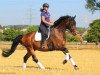 dressage horse Argentino (Westphalian, 2005, from Amantus)