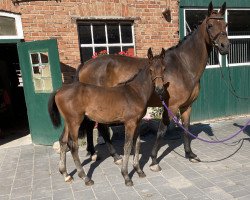 broodmare Rock Puppet (Westphalian, 2009, from Rock Forever NRW)