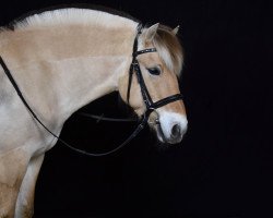 broodmare Neuensteins Harda (Fjord Horse, 2008, from Pluto)