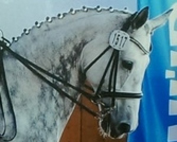 dressage horse Duevelle (Hessian Warmblood, 2002, from Dartagnan)