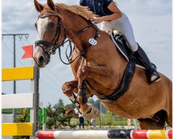 broodmare Sniper (Oldenburg show jumper, 2004, from Griseldi)