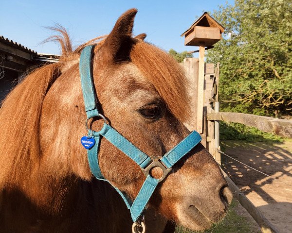 Pferd Whisky (Shetland Pony, 1996, von Willibald von Uda)