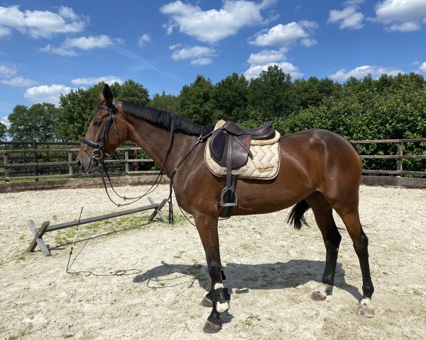 horse Nebab’s Precious Z (Zangersheide riding horse, 2015)
