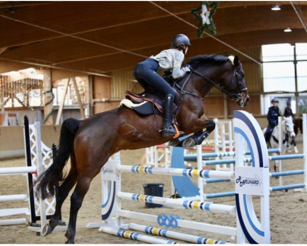 dressage horse Louane TW (German Sport Horse, 2014, from Le Charmeur Noir)