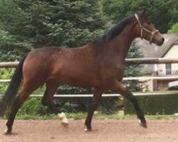 dressage horse Fitzfinnigan (Hanoverian, 2017, from Finnigan)