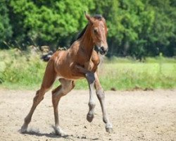 Springpferd Nova Scotia (Holsteiner, 2020, von Dinken)