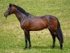 stallion Landacord (Holsteiner, 2003, from Landjunge)