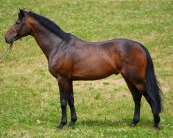 stallion Landacord (Holsteiner, 2003, from Landjunge)