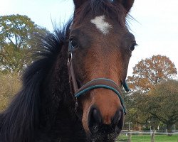 dressage horse Willow (Oldenburg, 2019, from Best Before Midnight)