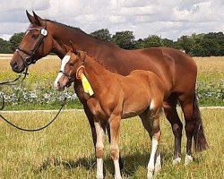 dressage horse Vidars Felici (Westphalian, 2020, from Vidar)