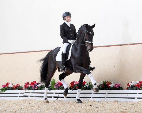 stallion De Angelo (Oldenburg, 2015, from Don Schufro)