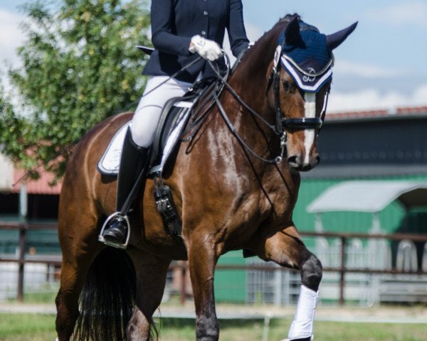 dressage horse Dorian Gray 55 (Hanoverian, 2011, from Dauphin)