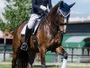 dressage horse Dorian Gray 55 (Hanoverian, 2011, from Dauphin)