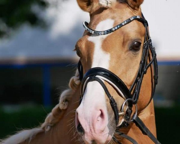 dressage horse Florentinas Golden Girl (German Riding Pony, 2016, from Rheingold)