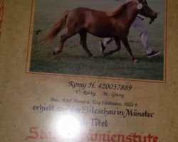 Zuchtstute Romy (Shetland Pony, 1989, von Rocky)