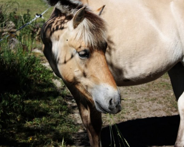 Pferd Ylvy (Fjordpferd, 2009, von Hendryk)