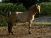 horse Haug Sondre (Fjord Horse, 2007, from Hendryk)